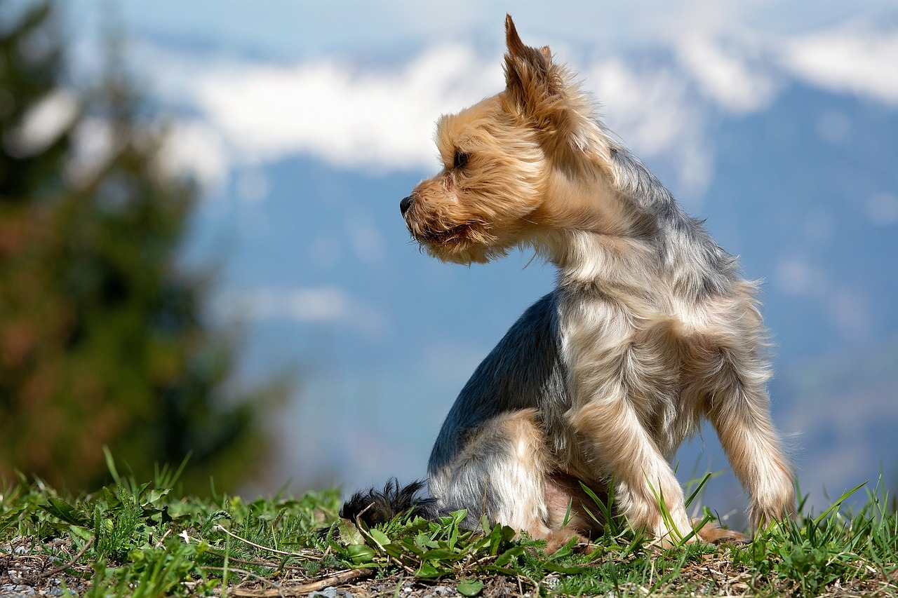 The Traits of the Yorkshire Terrier - A Spunky Companion